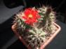 Esposizione piante della specie  Echinocereus 