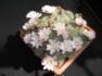 varieta di Gymnocalicum