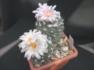 Turbinicactus